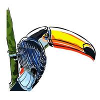 It's a beautiful Toco toucan picture. vector