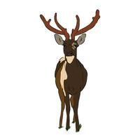 It's a beautiful Brow - antlered deer picture. vector