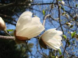 flor de magnolia blanca contra el primer plano del cielo foto