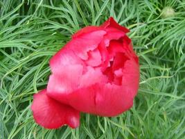 Close up of a red mountain peonies, Paeonia tenuifolia photo