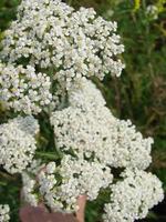 Medical herb, Achillea millefolium, yarrow or nosebleed plant photo