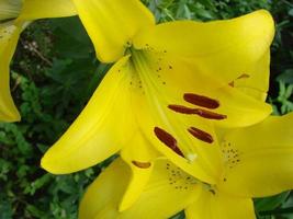 la flor de un lirio amarillo que crece en un jardín. foto