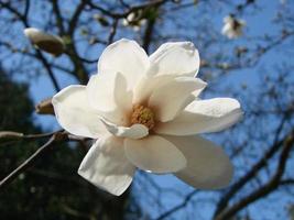 flor de magnolia blanca contra el primer plano del cielo foto
