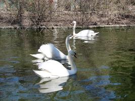 Mating games of a pair of white swans. Swans swimming on the water in nature. latin name Cygnus olor. photo