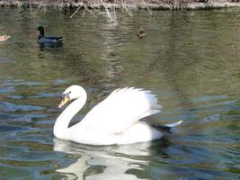 White swan in the foggy lake at the dawn. Morning lights. Romantic background. Beautiful swan. Cygnus. photo