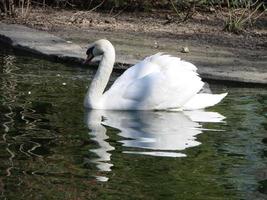 hermoso cisne en un reflejo de río azul cristalino foto