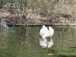 Beautiful Swan on a Crystal Clear blue river reflection photo