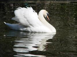 Beautiful Swan on a Crystal Clear blue river reflection photo