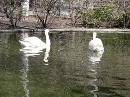 Mating games of a pair of white swans. Swans swimming on the water in nature. latin name Cygnus olor. photo