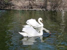 Mating games of a pair of white swans. Swans swimming on the water in nature. latin name Cygnus olor. photo