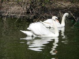 Mating games of a pair of white swans. Swans swimming on the water in nature. latin name Cygnus olor. photo