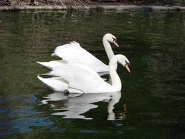 Mating games of a pair of white swans. Swans swimming on the water in nature. latin name Cygnus olor. photo