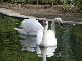 Mating games of a pair of white swans. Swans swimming on the water in nature. latin name Cygnus olor. photo