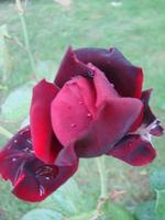 Red rose petals with rain drops closeup. Red photo