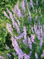 Vicia cracca - beautiful springtime field flowers. photo