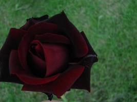 brote, flor de una rosa varietal roja sobre el fondo de la hierba verde en el jardín, primavera, verano, vacaciones, foto