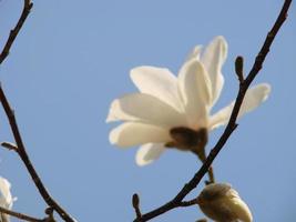 Flowering Magnolia Tulip Tree. Chinese Magnolia x soulangeana blossom with tulip-shaped flowers photo