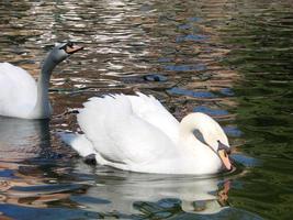 cisne blanco en el lago brumoso al amanecer. luces de la mañana fondo romántico. hermoso cisne Cygnus foto