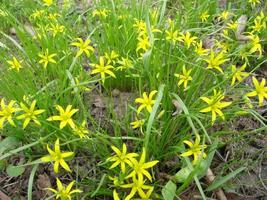 pequeñas flores de gagea lutea o primer plano de cebollas de ganso. la primavera amarilla de la estrella de Belén florece en un día soleado. foto