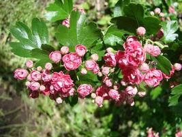 fondo floral natural, florecimiento de espino rosa doble o crataegus laevigata hermosas flores rosas foto