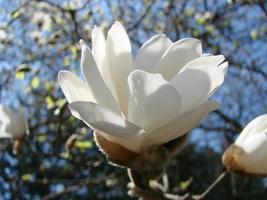 White magnolia flower against the sky close-up photo