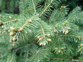 Fir tree brunch close up. Shallow focus. Fluffy fir tree brunch close up. Christmas wallpaper concept. photo