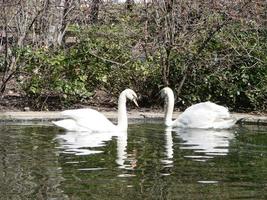 Mating games of a pair of white swans. Swans swimming on the water in nature. latin name Cygnus olor. photo
