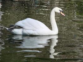 hermoso cisne en un reflejo de río azul cristalino foto