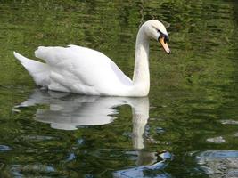 Beautiful Swan on a Crystal Clear blue river reflection photo
