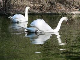 Beautiful Swan on a Crystal Clear blue river reflection photo