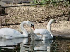 Mating games of a pair of white swans. Swans swimming on the water in nature. latin name Cygnus olor. photo