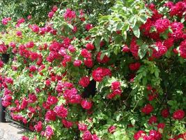 Curly red rose, huge inflorescences, garden, spring, photo