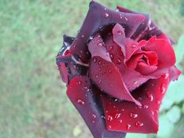 Red rose petals with rain drops closeup. Red photo