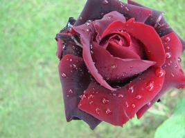 Red rose petals with rain drops closeup. Red photo