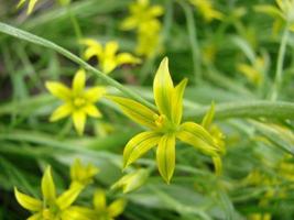 Small flowers of Gagea lutea or goose onions close-up. Yellow Star-Of-Bethlehem spring blooming on sunny day. photo