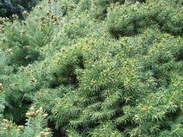 Fir tree brunch close up. Shallow focus. Fluffy fir tree brunch close up. Christmas wallpaper concept. photo