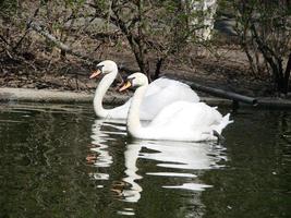 Mating games of a pair of white swans. Swans swimming on the water in nature. latin name Cygnus olor. photo