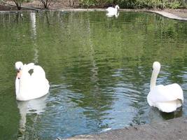 Mating games of a pair of white swans. Swans swimming on the water in nature. latin name Cygnus olor. photo