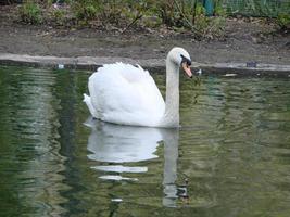 Beautiful Swan on a Crystal Clear blue river reflection photo