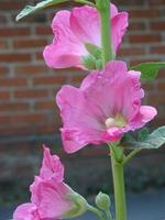 Pink malva Silvestris. Mallow. blooming musk mallowin summer photo