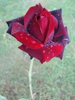 Red rose petals with rain drops closeup. Red photo