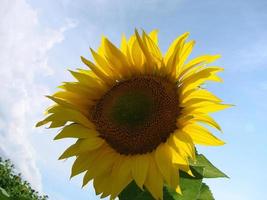 sunflowers grow in the field in the summer of the background of the blue sky. Close-up photo