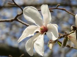 árbol de tulipán de magnolia en flor. flor de magnolia china x soulangeana con flores en forma de tulipán foto