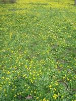 Glade with flowering buttercup Ficaria verna . Spring photo