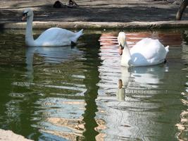 Mating games of a pair of white swans. Swans swimming on the water in nature. latin name Cygnus olor. photo