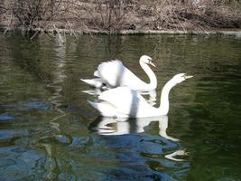 Mating games of a pair of white swans. Swans swimming on the water in nature. latin name Cygnus olor. photo
