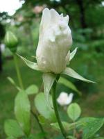 Bud, flower of white varietal rose on the background of green grass in the garden, spring, summer, holiday, photo