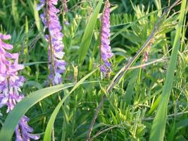 Vicia cracca - beautiful springtime field flowers. photo