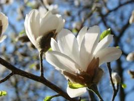 flor de magnolia blanca contra el primer plano del cielo foto