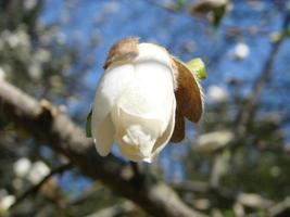 flor de magnolia blanca contra el primer plano del cielo foto